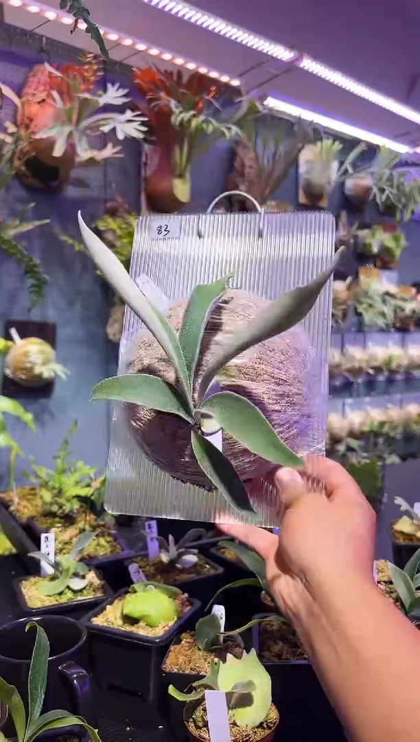 完全开放83号 板植 野银 T