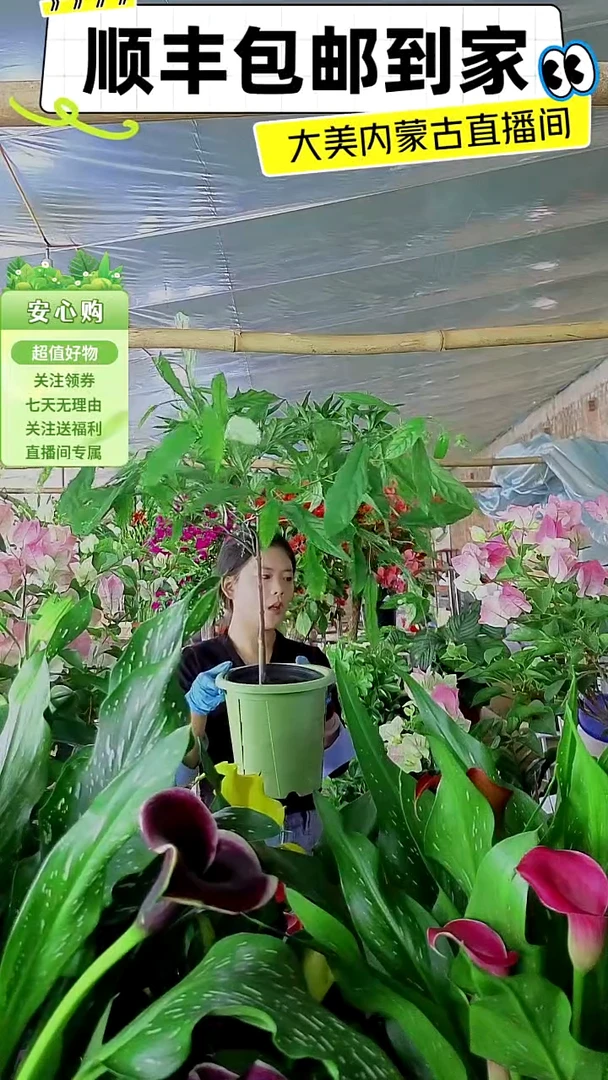 完全开放垂丝茉莉