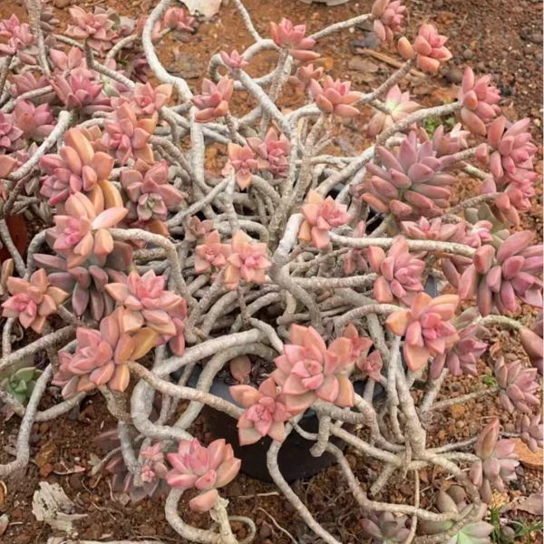 老桩飘枝姬胧月新手必拍耐寒耐热多肉植物 昆明发货