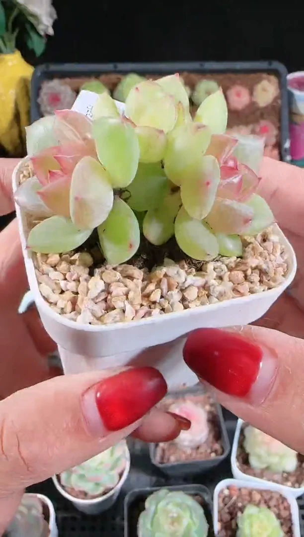 多肉1128-691碧玺群生不包整