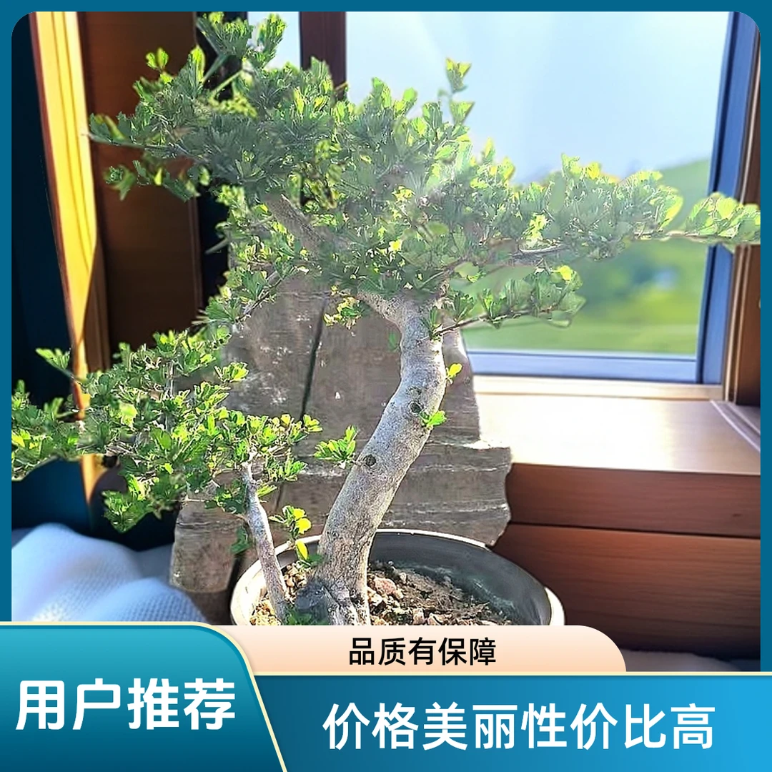 精品小叶山里红盆景老桩造型庭院绿植四季常青室内外盆栽熟桩老桩