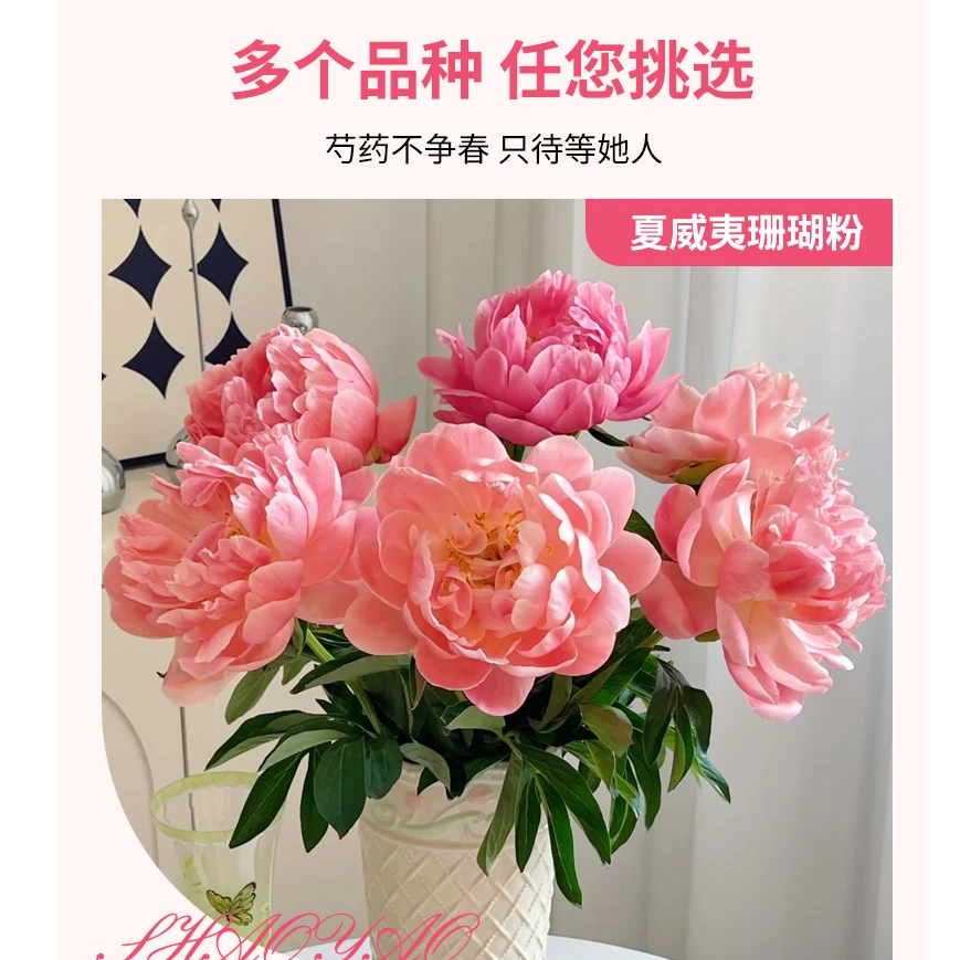 【现货福利*夏威夷珊瑚粉】渐变色芍药鲜切花山东菏泽基地直发珊瑚