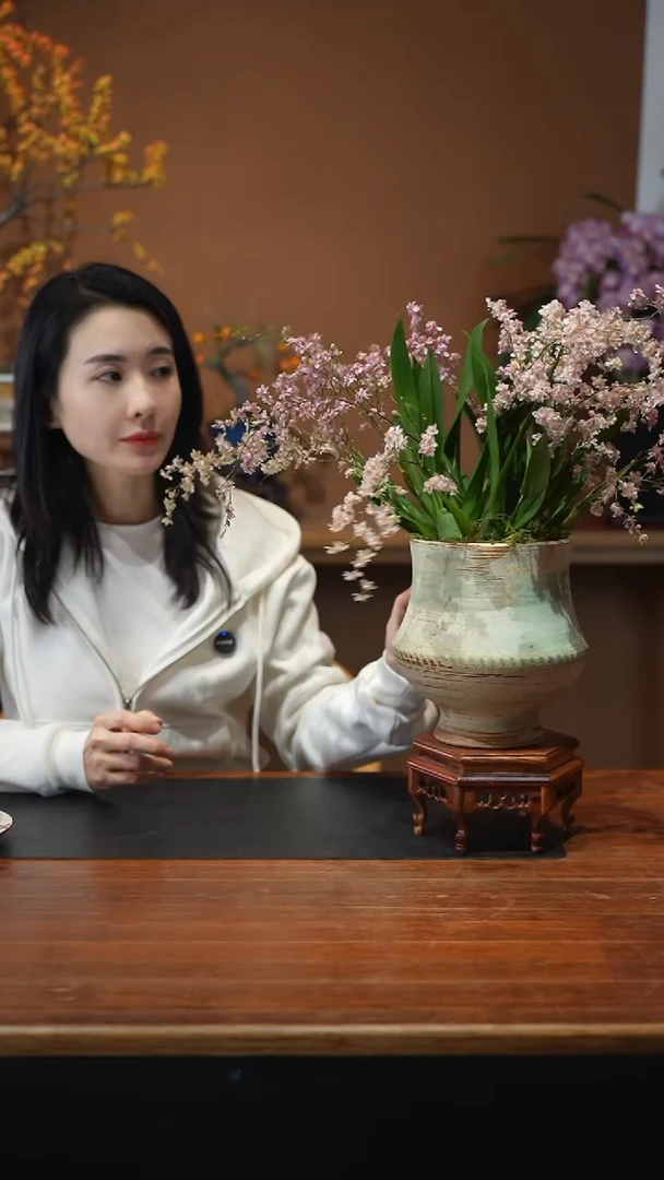 全部花朵粉梦香盆景盆景