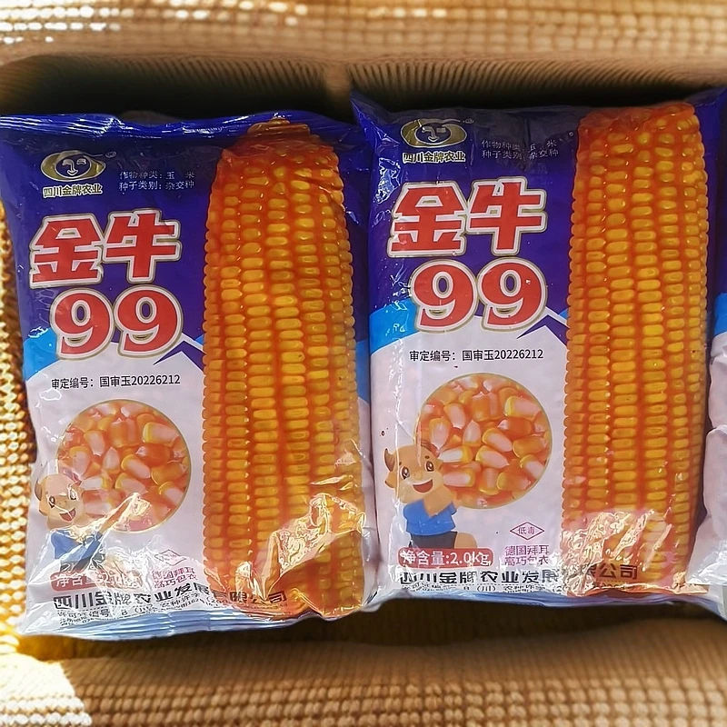 金牛99玉米种，产量高，适应性广