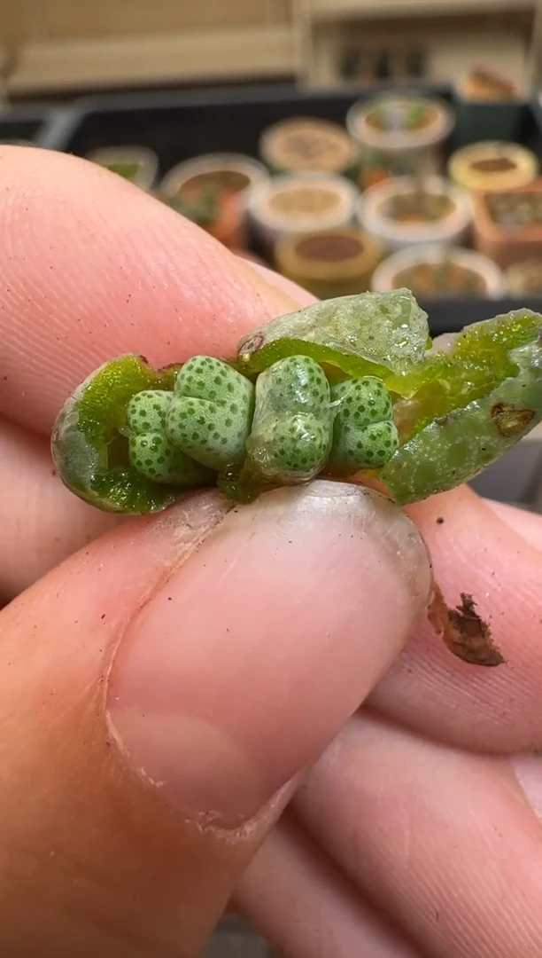 【闪购商品】2/4-202