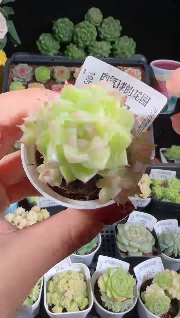 肉气球1028-187麦秆