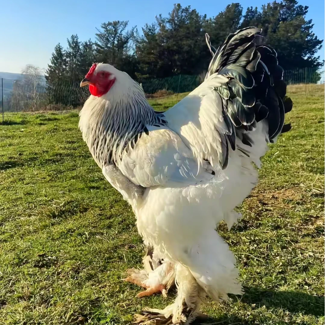 纯种婆罗门观赏鸡宠物鸡15只