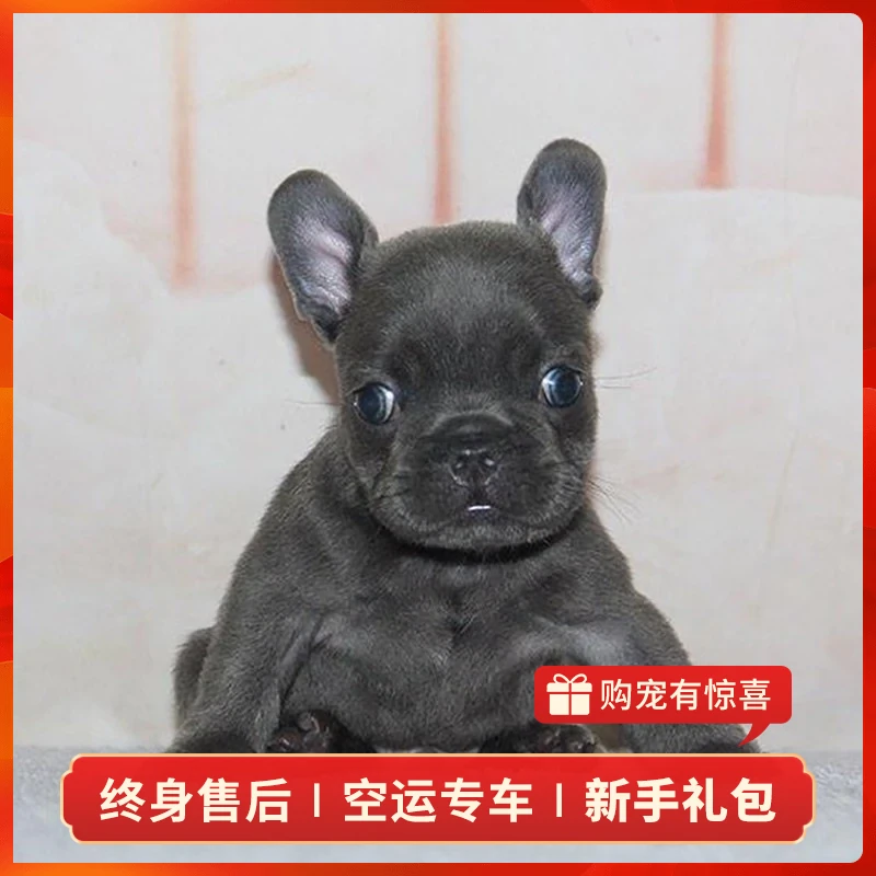【妹妹-蓝】法牛犬幼犬活体纯种宠物狗狗法国斗牛犬活体幼崽法斗