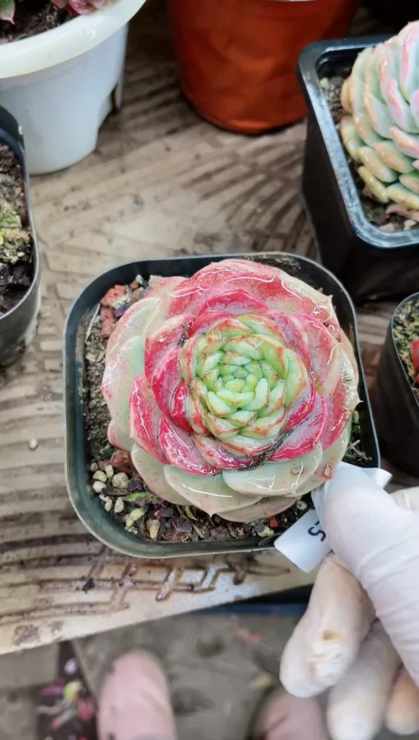 【闪购商品】19025