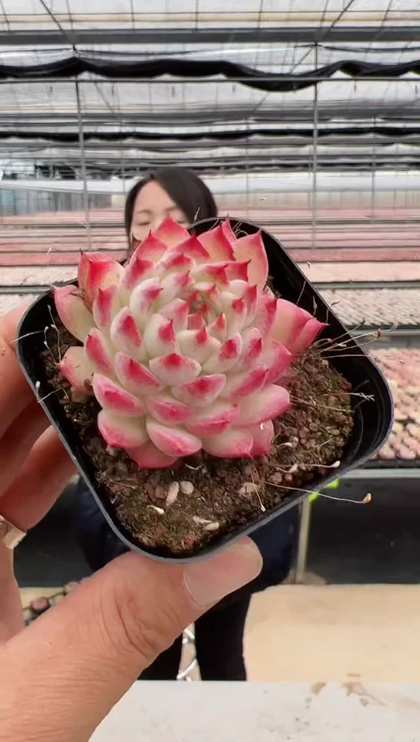 【闪购商品】新款多肉-168