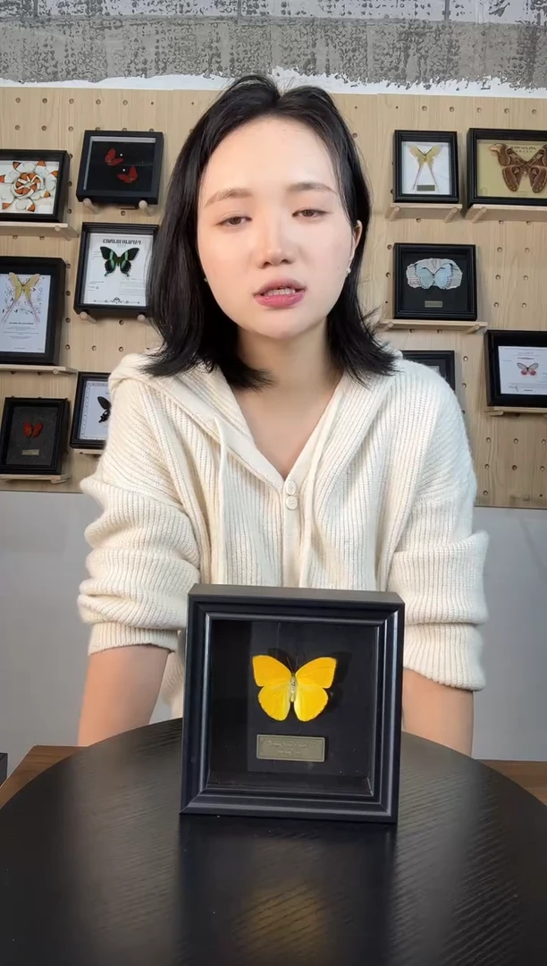 杏菲粉蝶（蝴蝶装饰画5寸框）