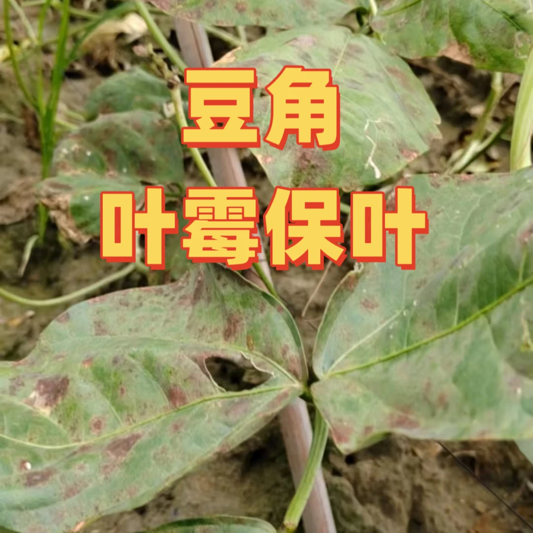 豆角叶霉保叶套餐