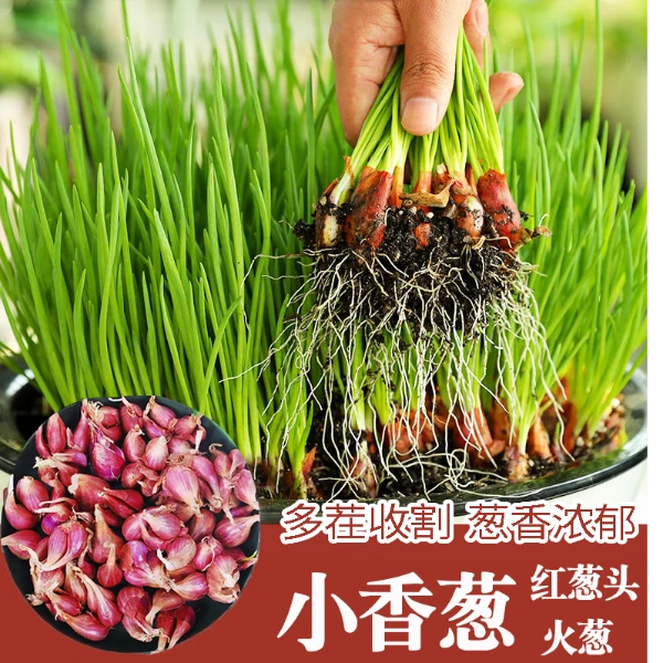 小香葱种头红葱头苗黄葱头精选葱种苗阳台盆栽地栽