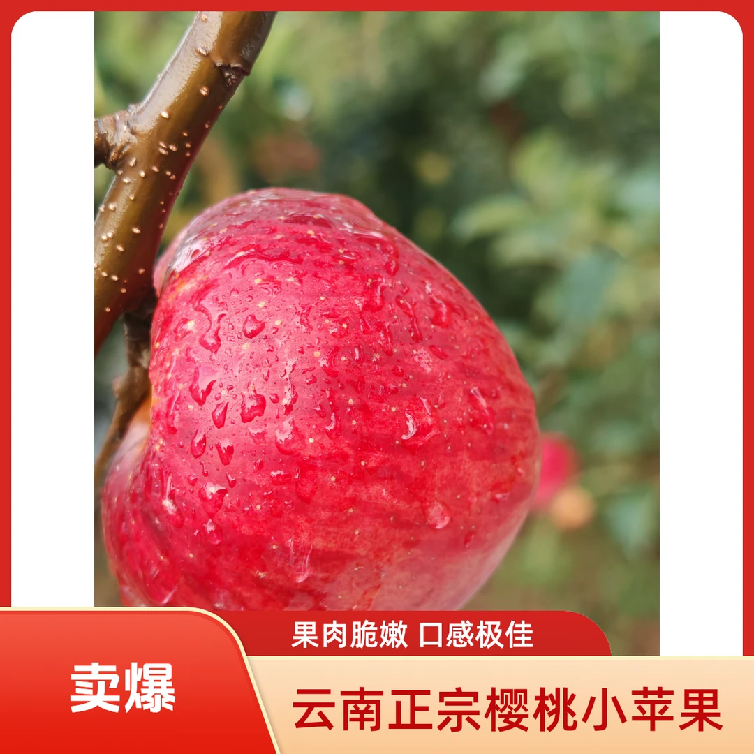昭通正宗樱桃小苹果当季现摘现发