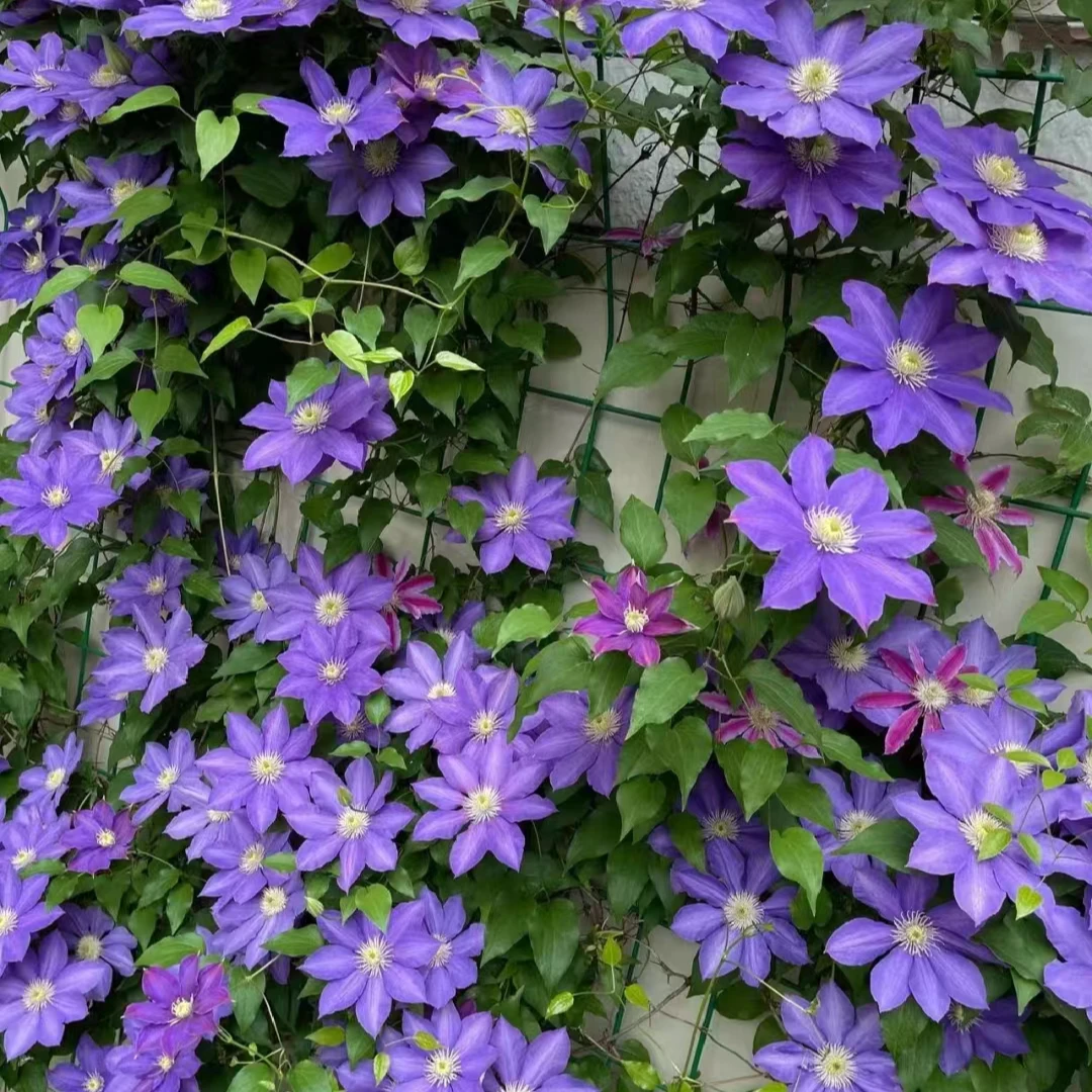 铁线莲花中大苗 HF杨 阳台庭院花园盆栽地栽植物 二类早花