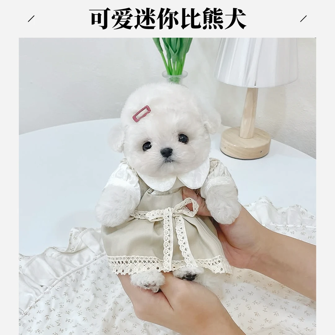 常州【纳尔宠物·幼宠基地】活体小狗次日达