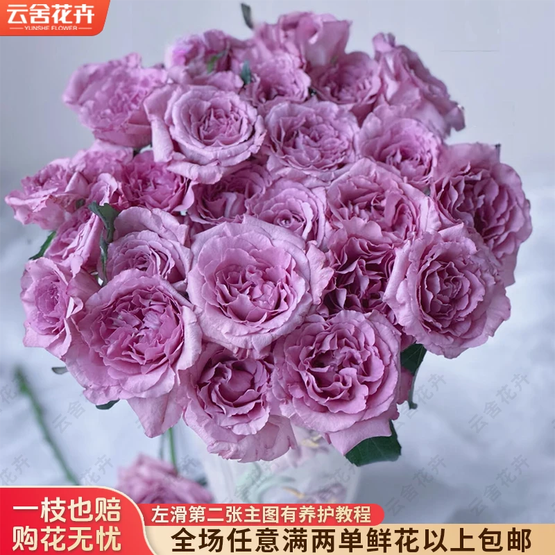 【云舍花卉】【暮光之城】单头玫瑰全场任意满两单及以上鲜花包邮发货