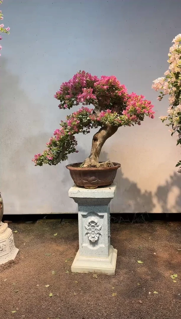 全部花朵远*客三角梅32