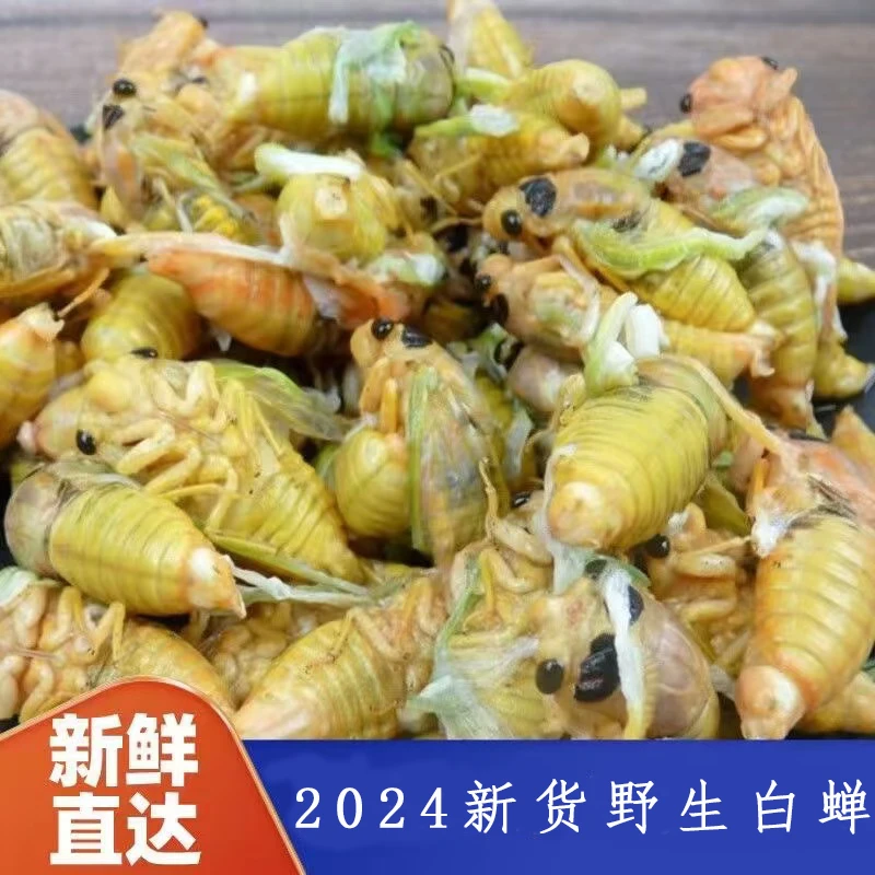 顺丰包邮野生高山小松蝉白蝉2024鲜嫩知了活体速冻60只一瓶