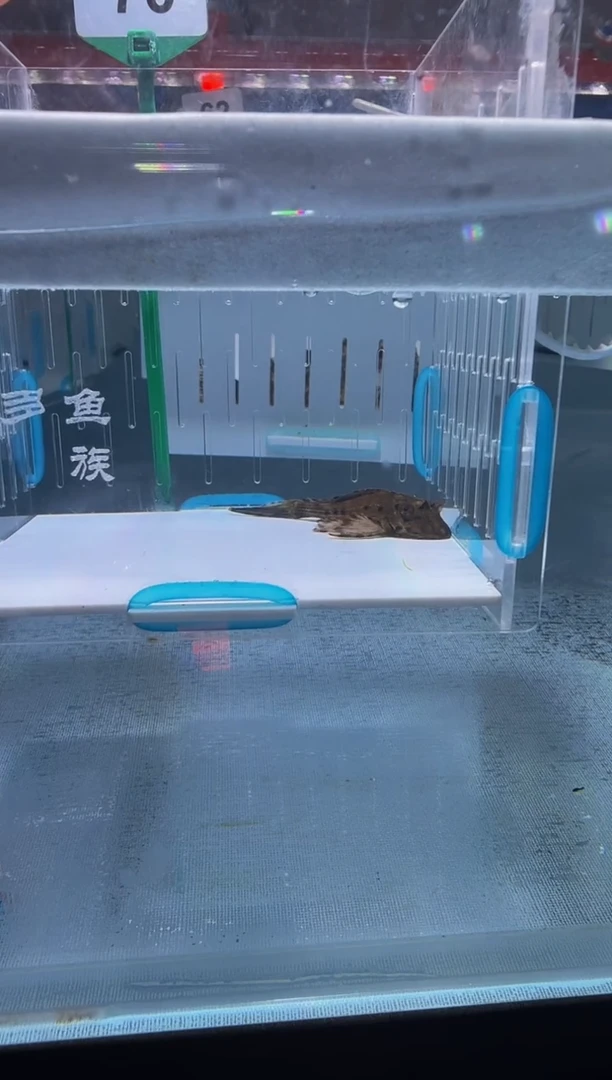 清道夫5+不包入缸损70