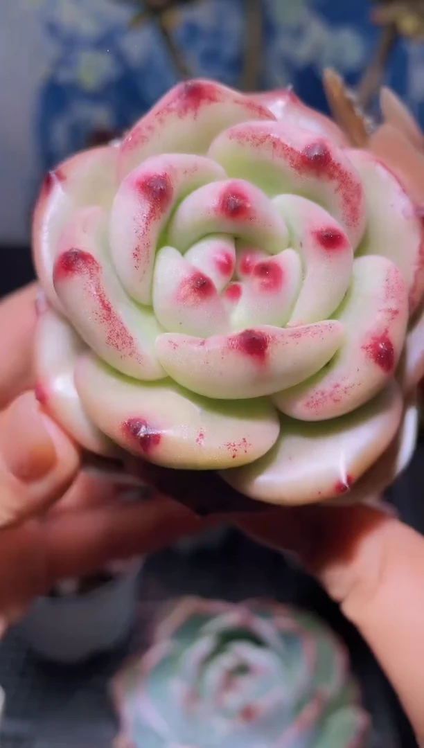 【闪购商品】499黑胖子多肉