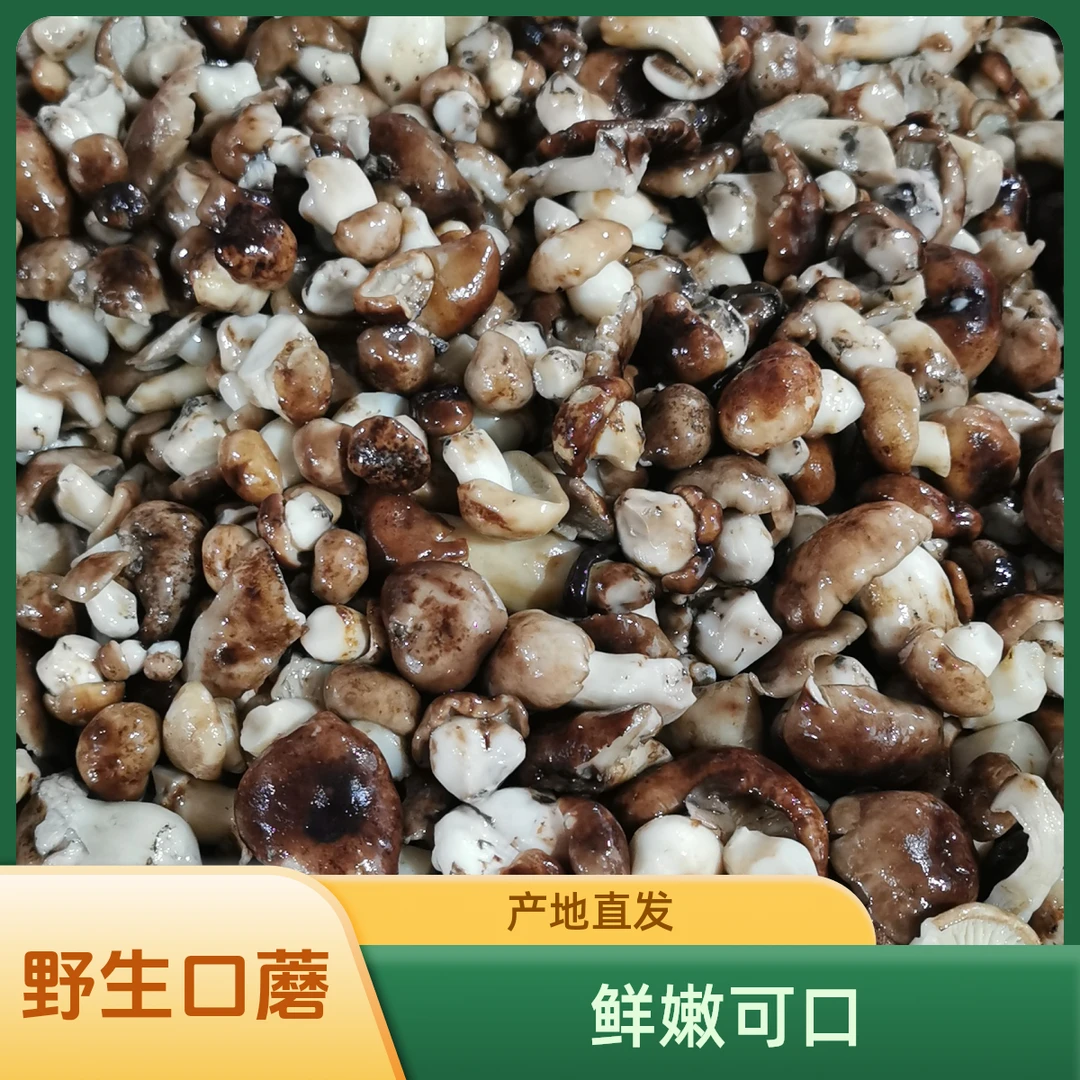 野生口蘑.杨树蘑，焯水拌盐咸蘑菇，泡三四个小时泡淡之后在吃