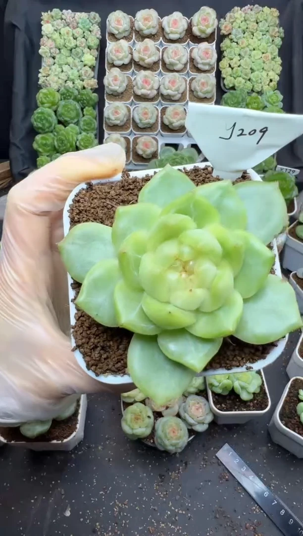 y209 遥遥珍妮 可带盆土