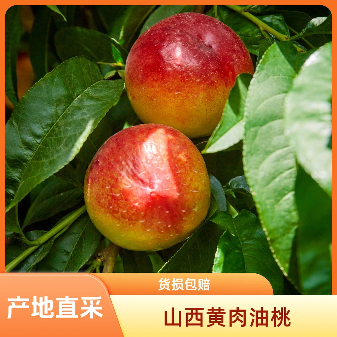 山西头茬黄肉油桃脆甜应季水果水果产地直发当季新鲜水果整箱批发