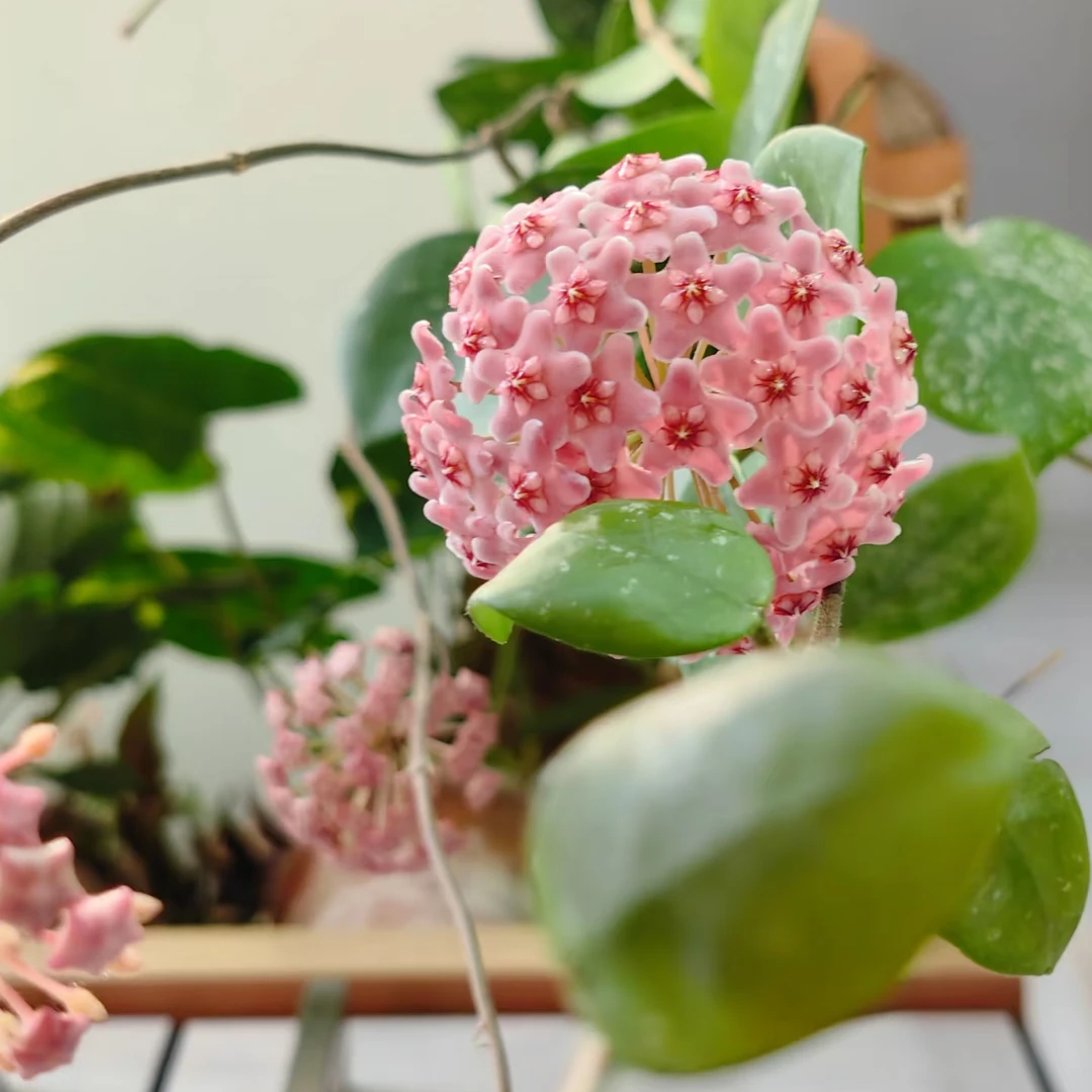 【雀斑球兰】基地种植开花爬藤办公室客厅栽培阳台可选容易开花