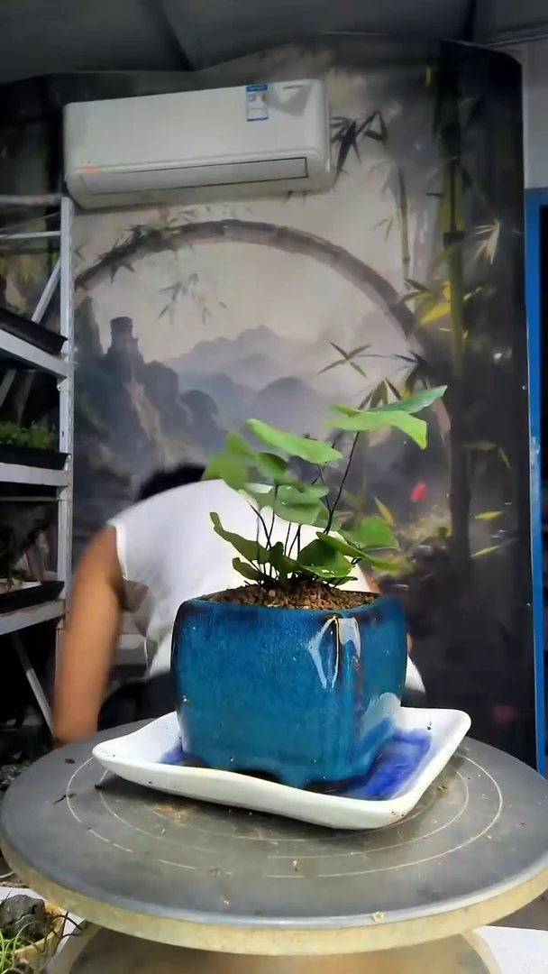 罗*梦中青园艺一物一拍133