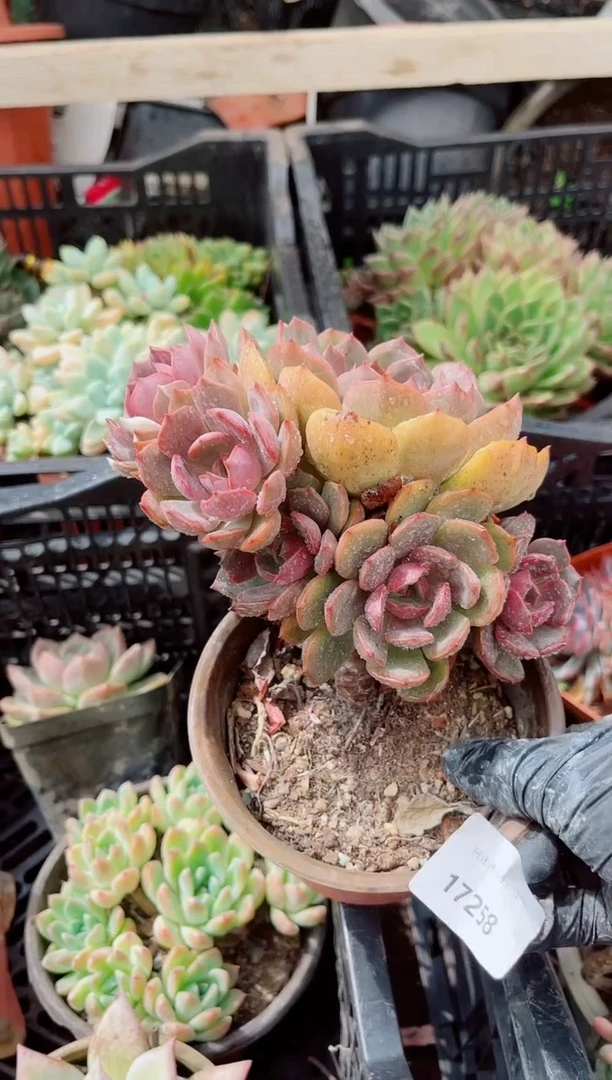 香****）植物一物一拍17258