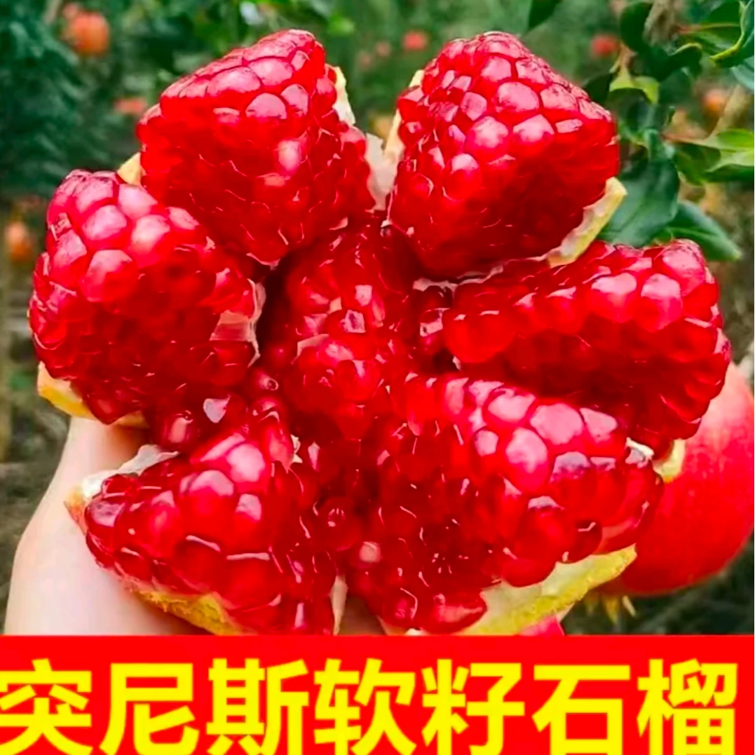 (宁王推荐)四川会理突尼斯软籽石榴新鲜现摘4.5-5斤-YWX