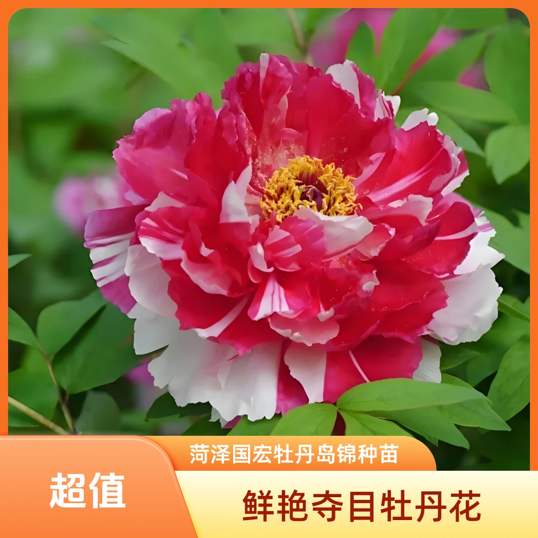 山东菏泽国宏牡丹岛锦种苗基地裸根发货