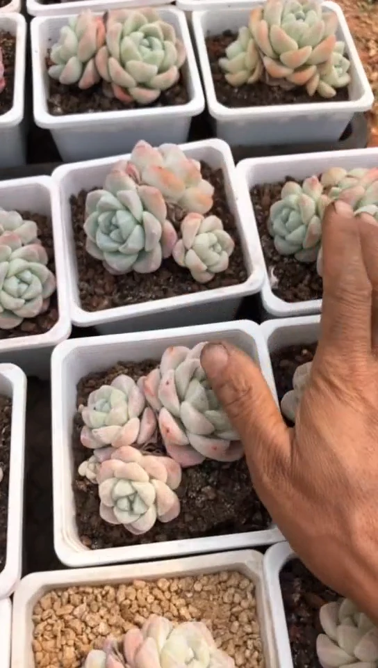 【闪购商品】精控冰玉群7.9米