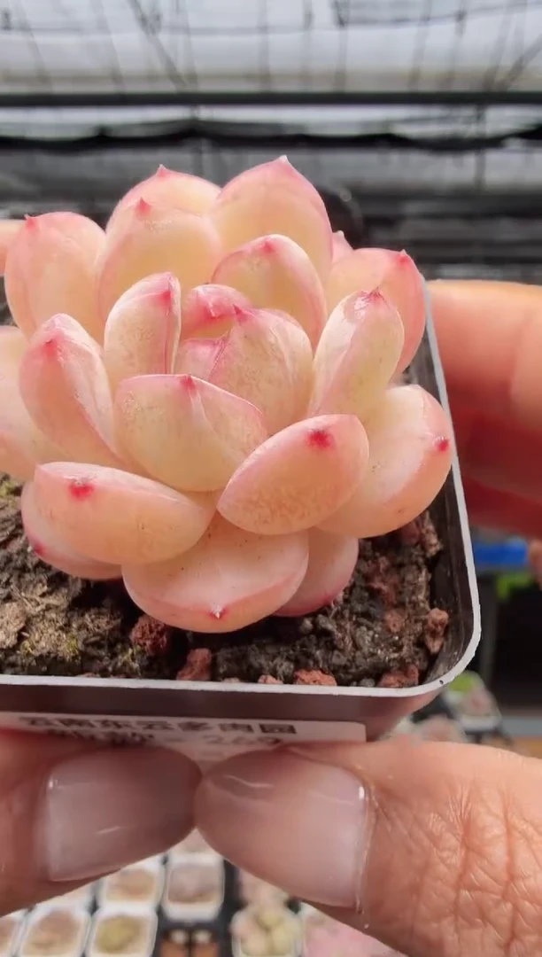 东云多肉园新款-269