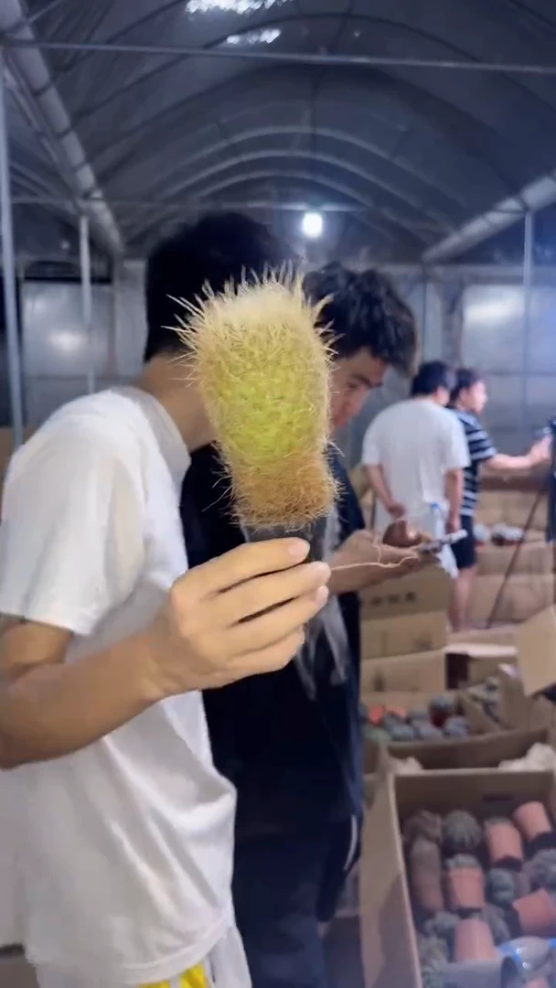 银翁玉【带根】