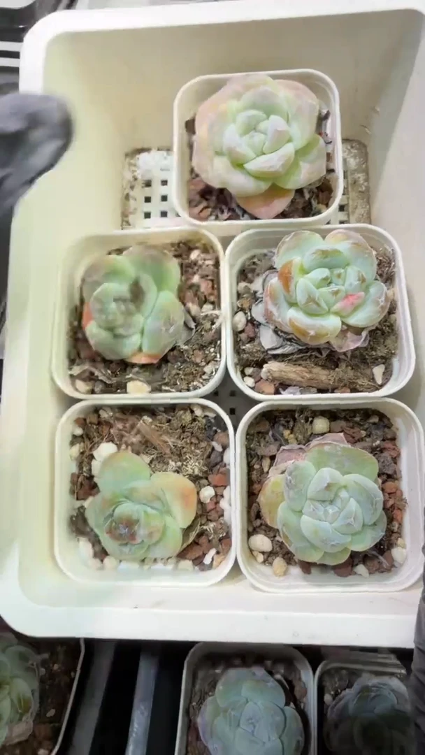 75号到手1框-江北一物一拍