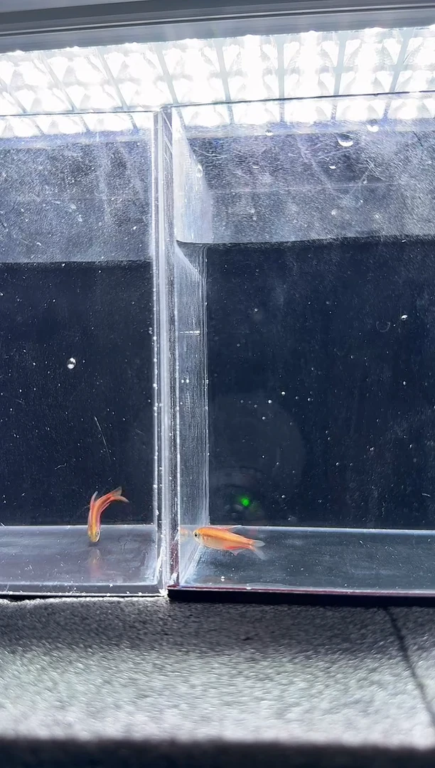 灯科鱼大****L混合魔鬼