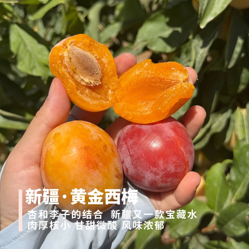 黄金西梅 新疆李子新品种 成熟度高 到货先吃屁股皱皮的 甜度更好