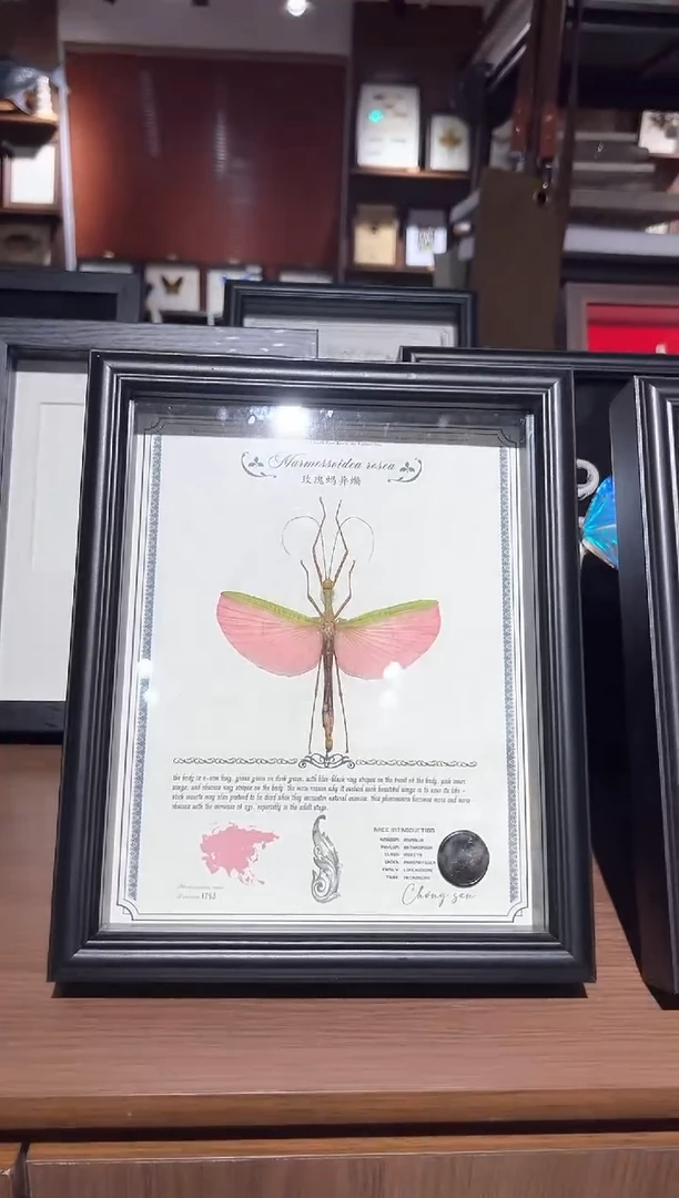 玫瑰玛丽休蝴蝶标本摆件