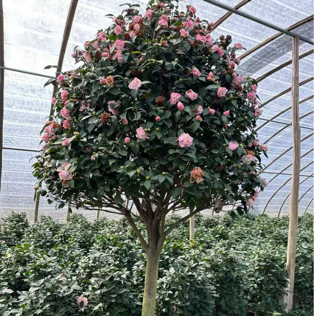 香妃高杆茶花盆栽带花苞浓香型好养易活适合阳台庭