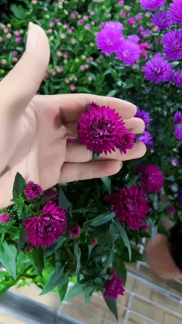 完全开放两单包邮。玫红翠菊