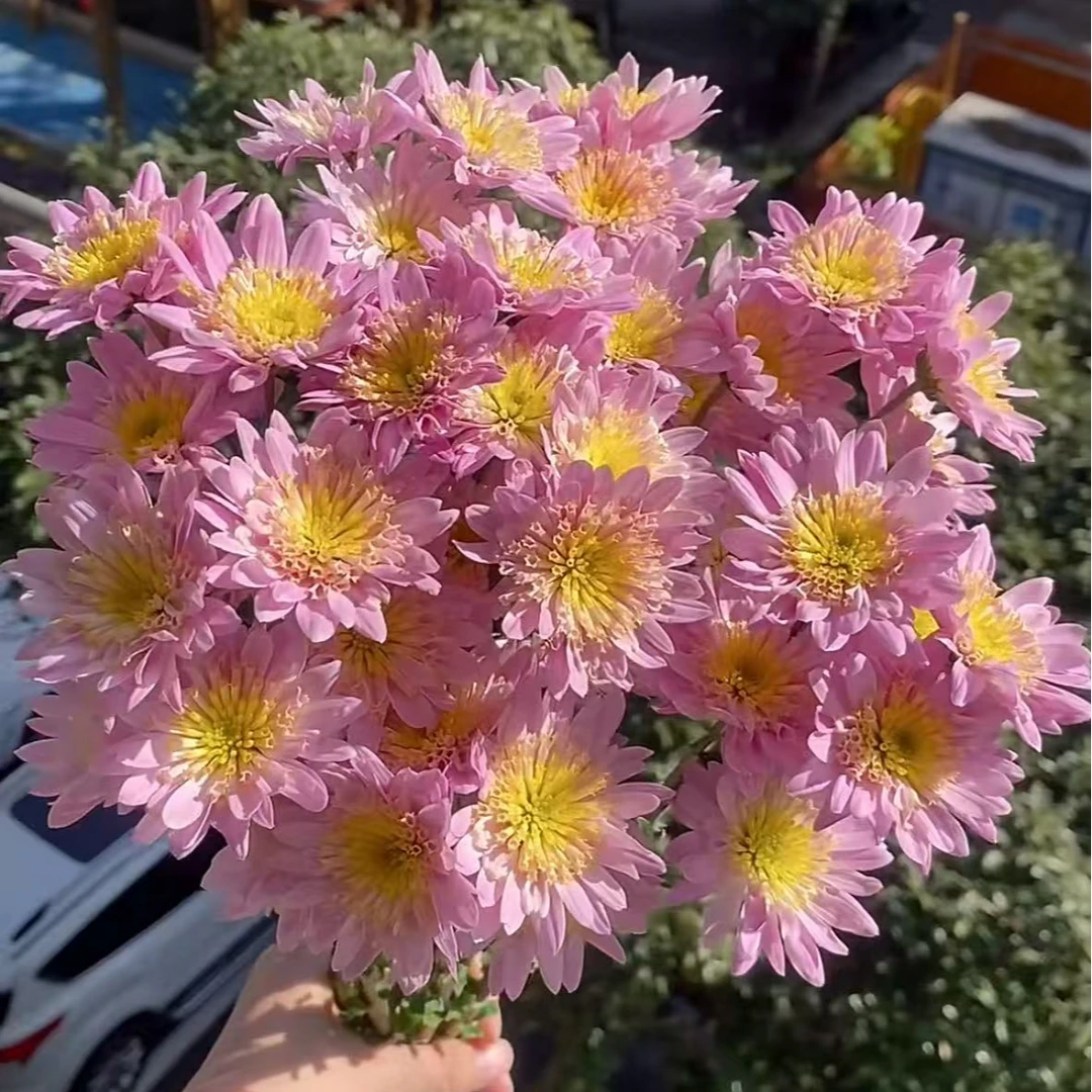 【顺丰发货】小蒙粉雏菊鲜花1-4单一个运费自选品种