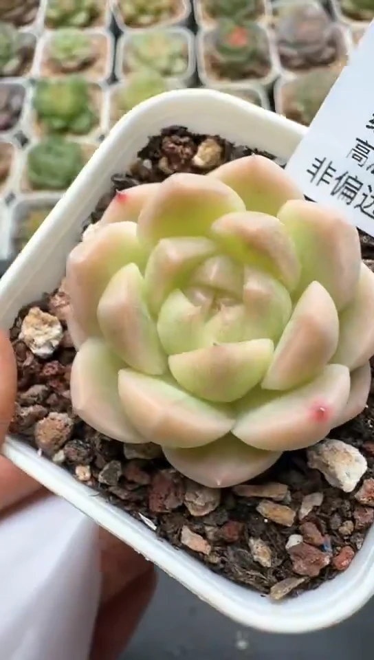 406F云禹多肉植物 默认脱土纸巾打包 3颗包邮