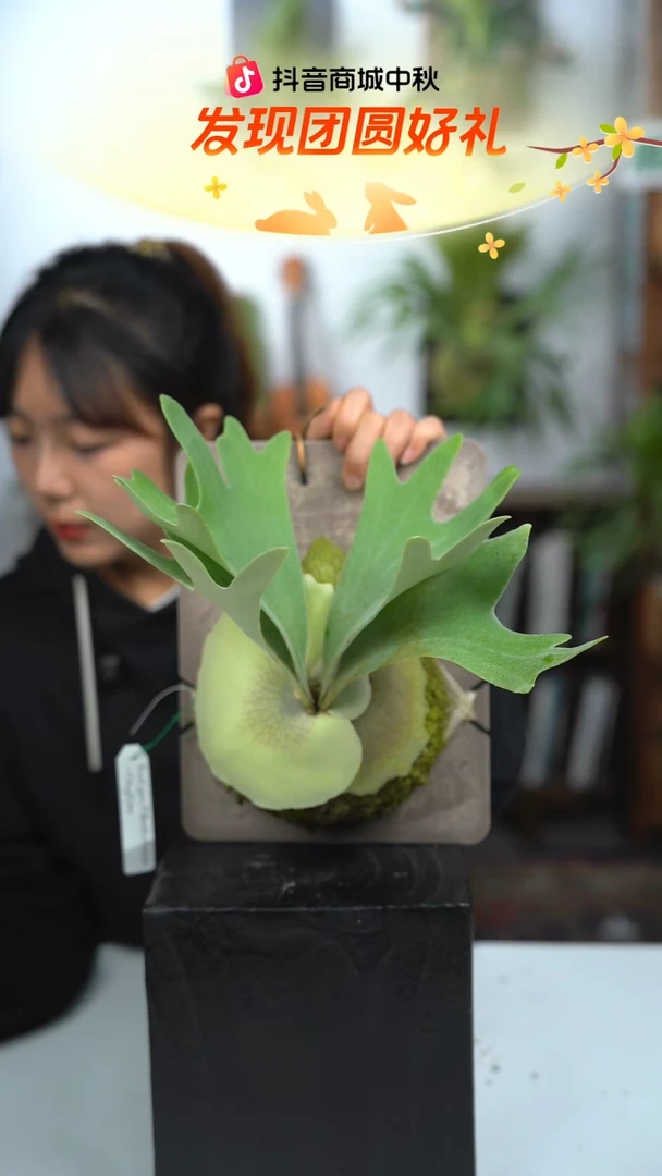 不开花植物A449-斑比 翠鸟 独角兽混播