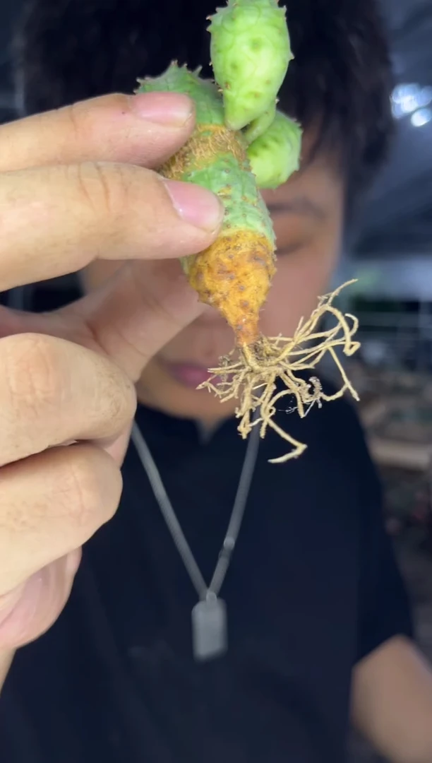 布纹球 带崽 实生根