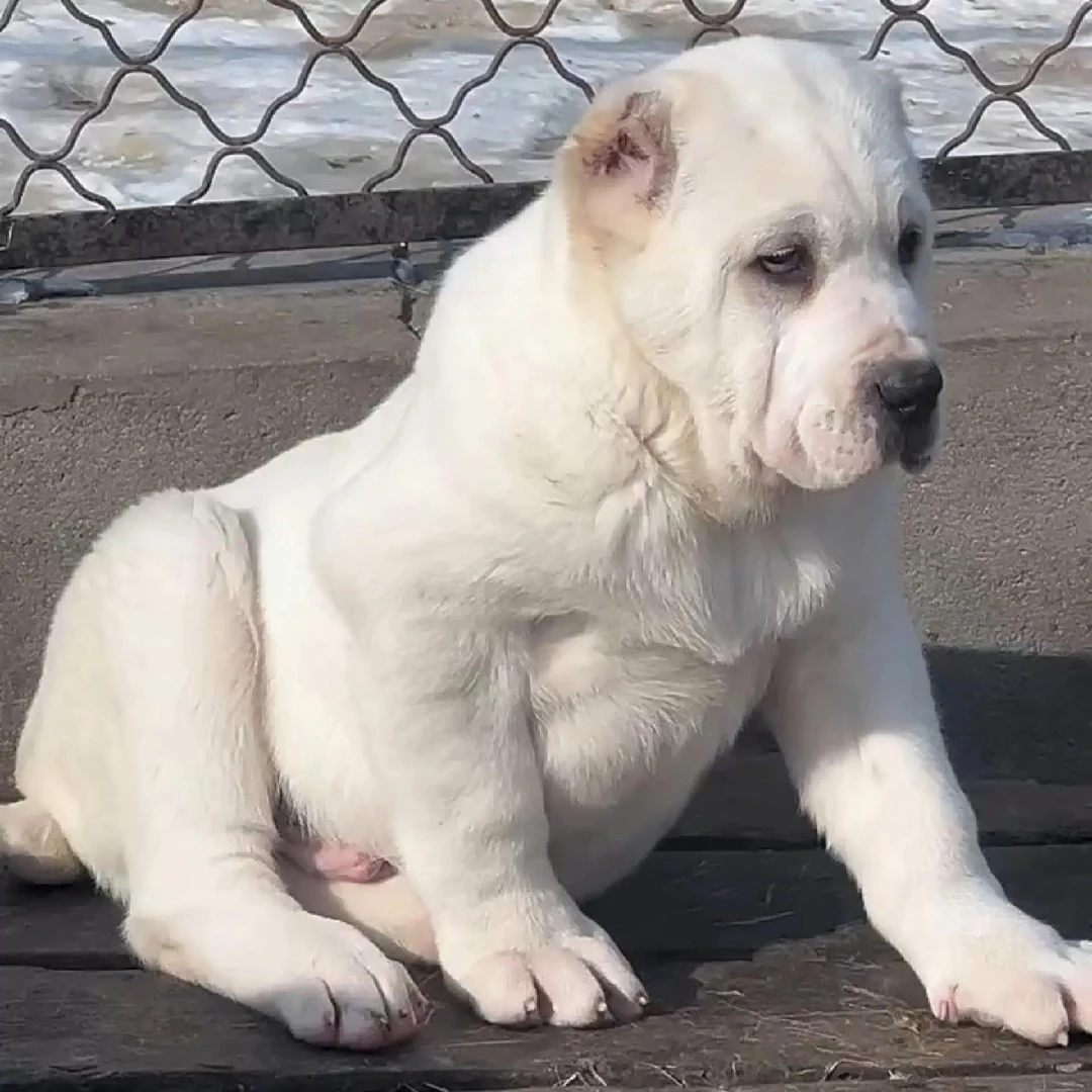 【晨晨家中亚牧羊犬】宠物活体中亚牧羊犬