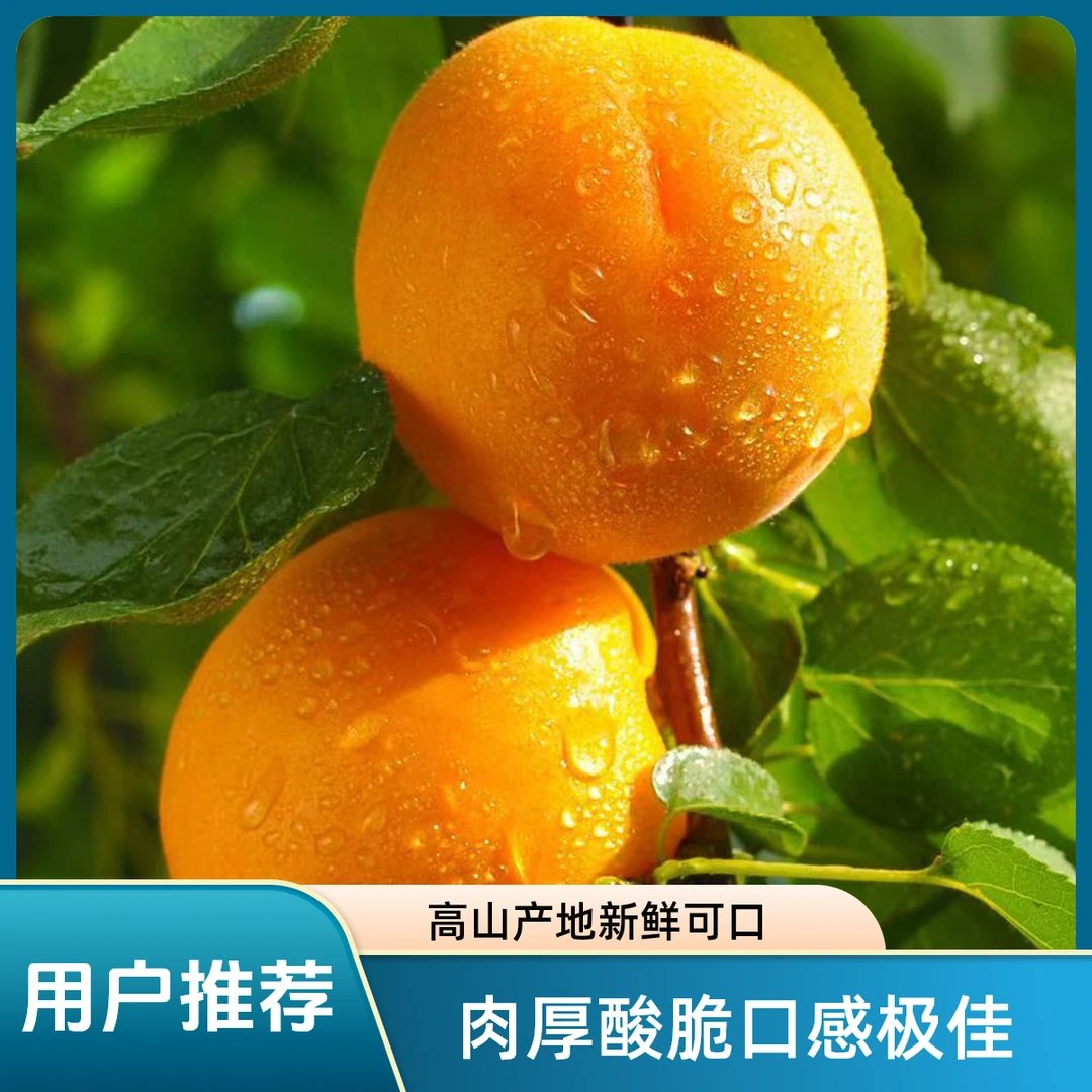 山西大黄杏现摘现发新鲜精选包邮酸脆孕妇杏子高山产地新鲜酸杏子