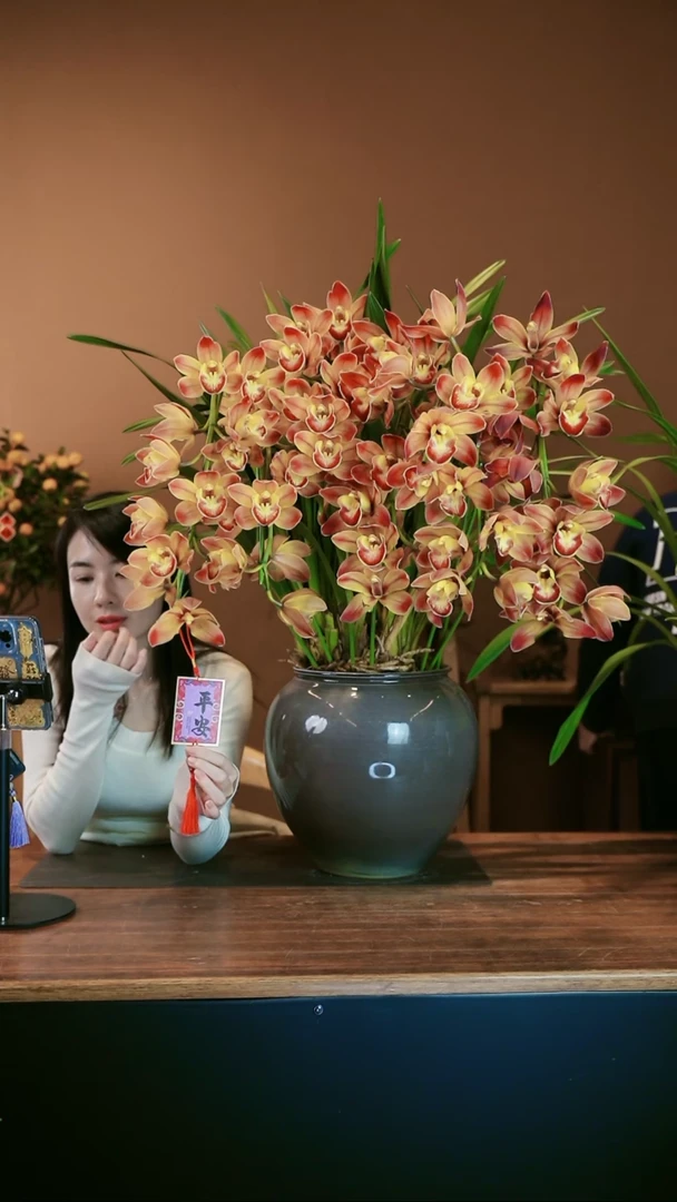 【闪购商品】盆景麒麟拱兰 灰