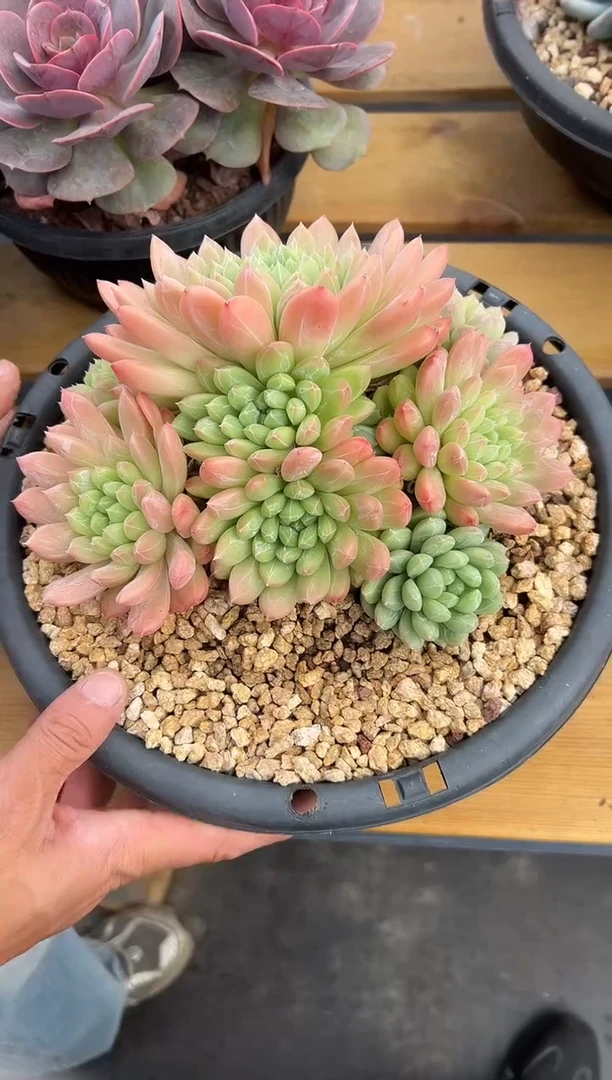 百达翡翠